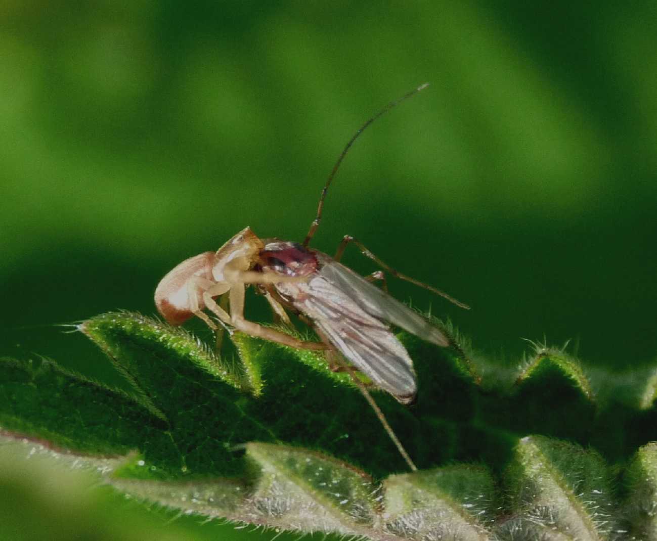 Chironomidae